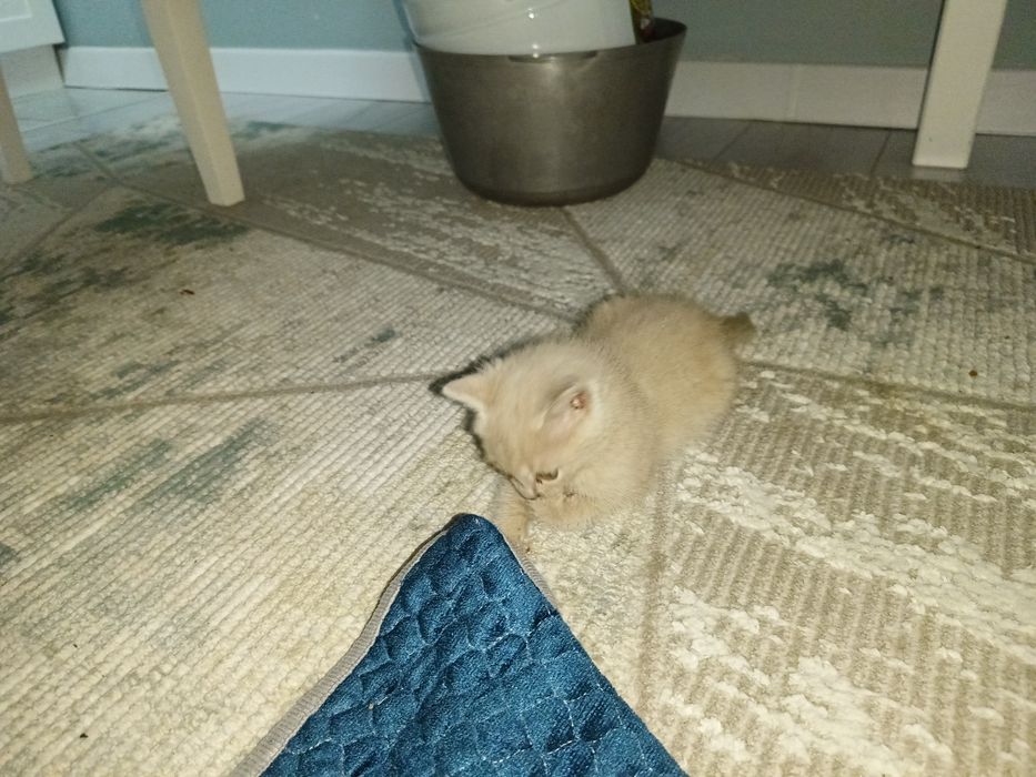 Котята 2 қыз девочки