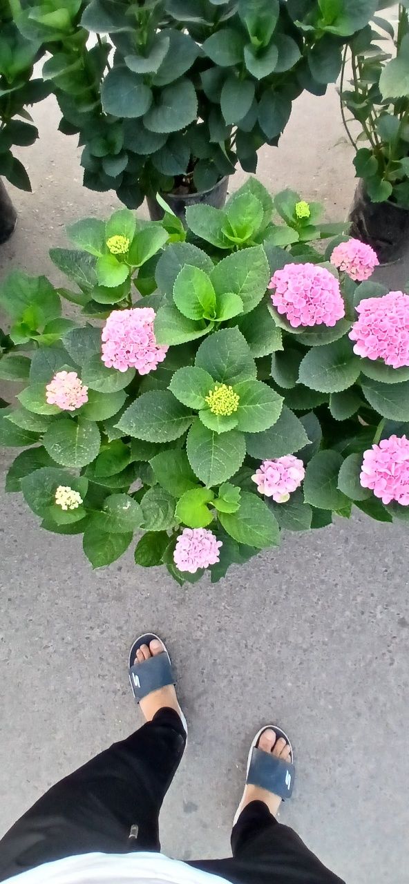 Гортензия голланская
