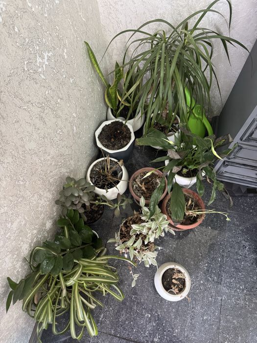 Комнатные цветы