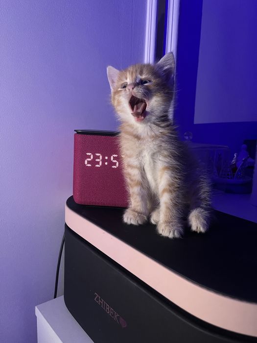 Отдам котенка в добрые руки