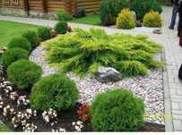 Plante pt decorarea gradini