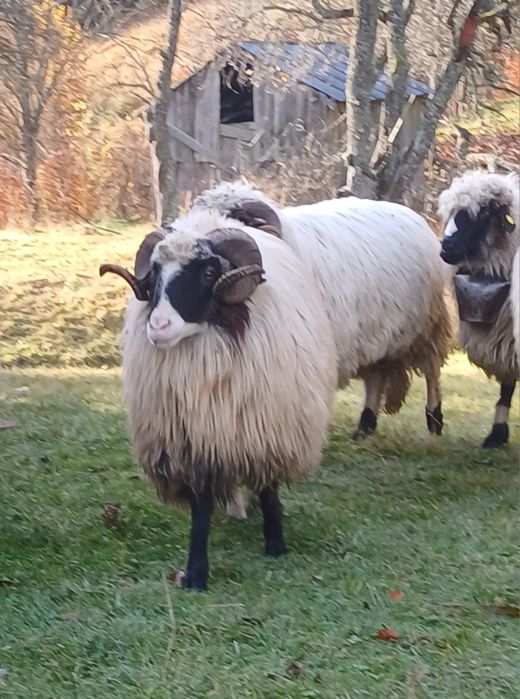 2 berbeci miori cu nasu alb