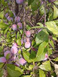 Vând prune Anaspet