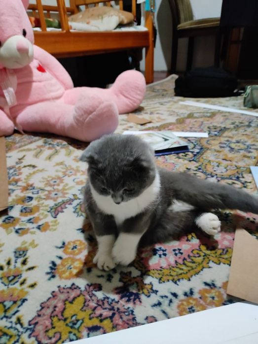 Котенок/ Mushukcha