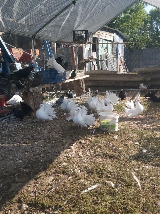 Vând porumbei până și roleri