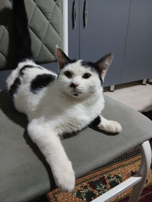 Отдам в хорошие руки кошку