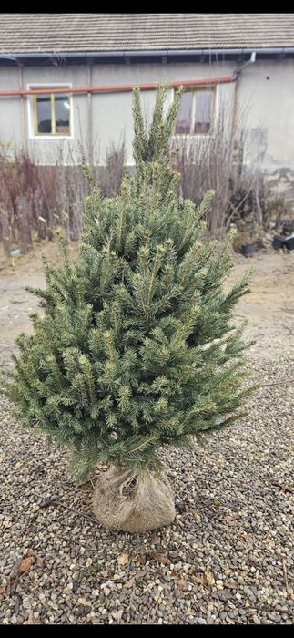 Trandafiri pomisor;De dulceata;Urcatori;Brad 1,4m;Mesteacan;Tei;Liliac