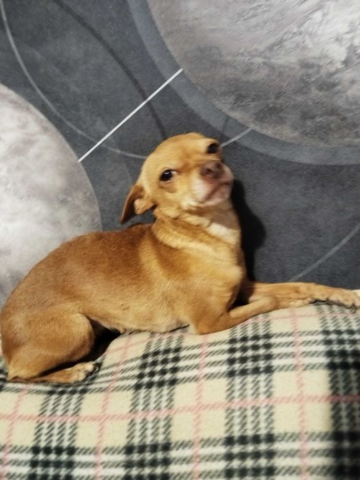 Отдам в хорошие руки