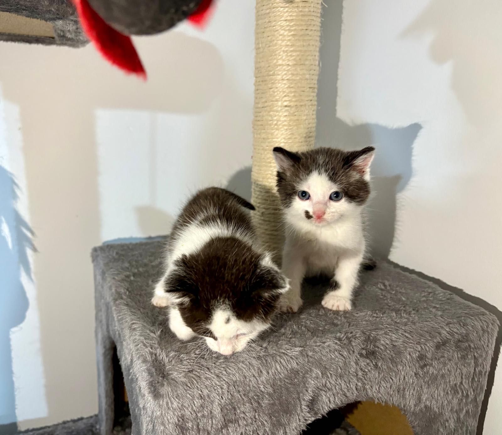 Ofer spre adopție 2 pisicuțe