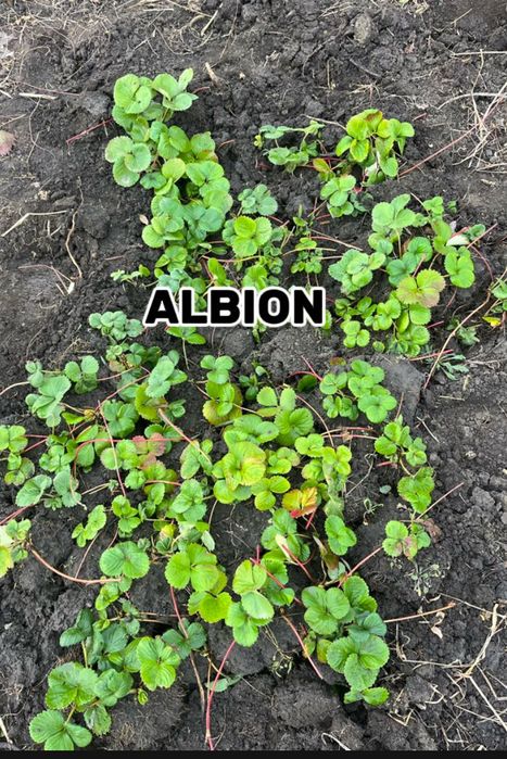 De vânzare set 130 stoloni cu 250 lei, 75  albion, 25 alba, 30 Asia