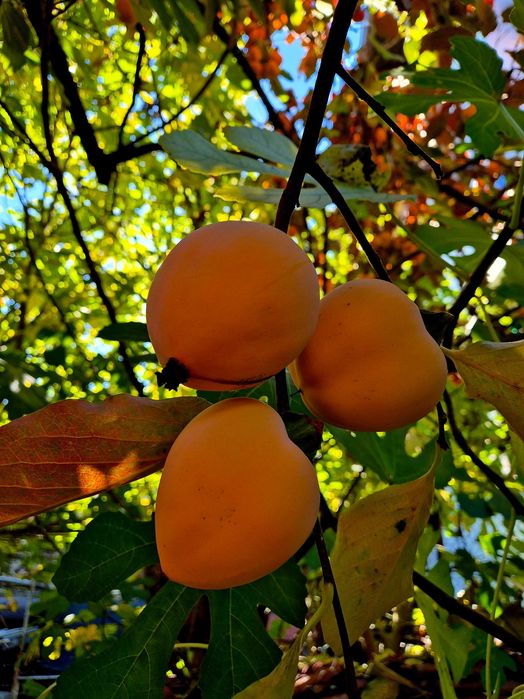 Домашна Райска Ябълка