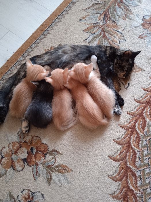 Котята бесплатно