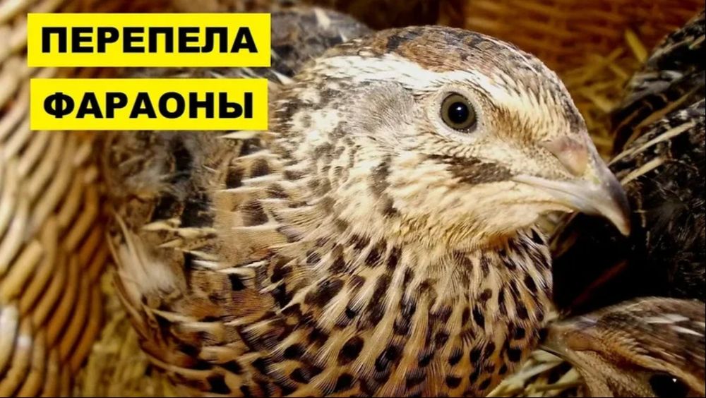 Цеплять на заказ 
Жожаларга буюртма оламиз