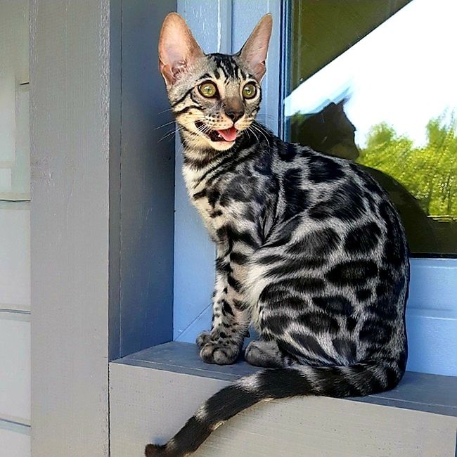 SILVER Bengal- котята !