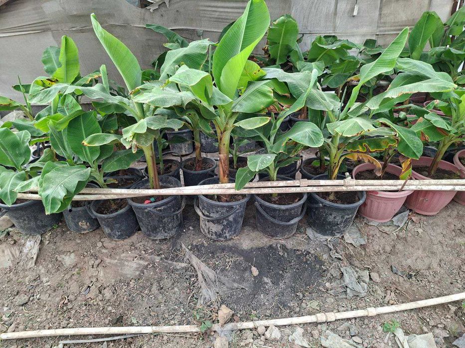 БАНАН кучатлари ( ХОСИЛ беради ). Банан Саженцы ПЛОДОВЫЕ