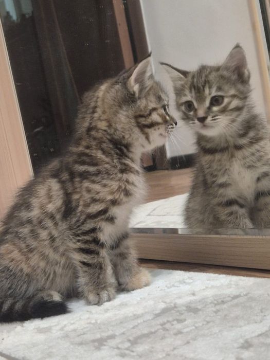 Котята, 1,5 месяца