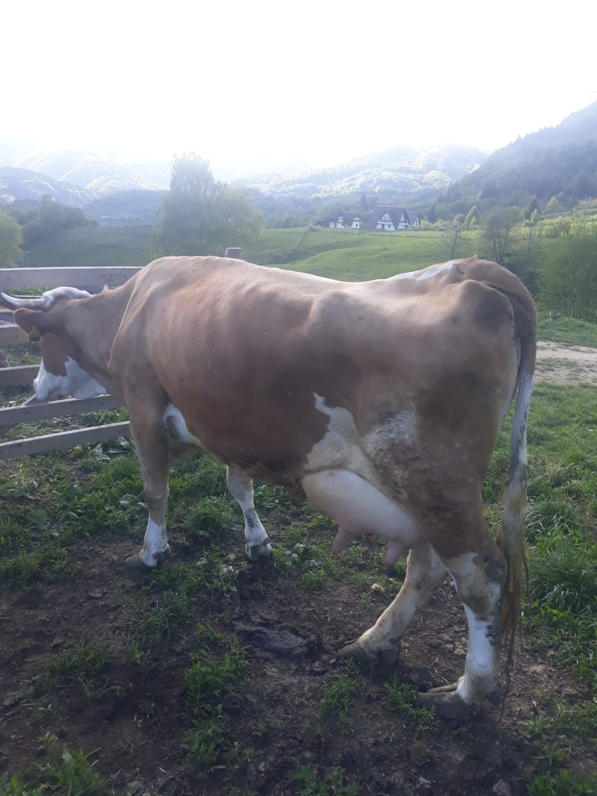 Vând vacă băltată românească