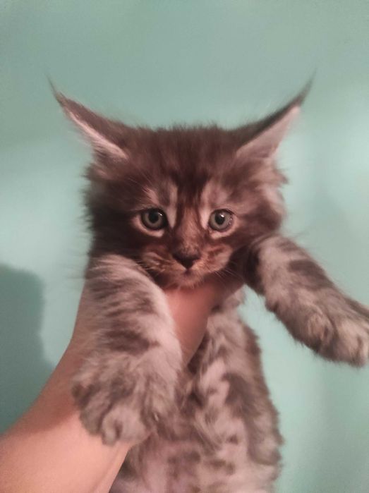 Мейн Куун котенца