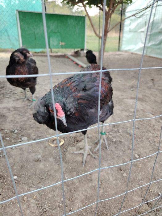 Cocosi Araucana sau 1+1