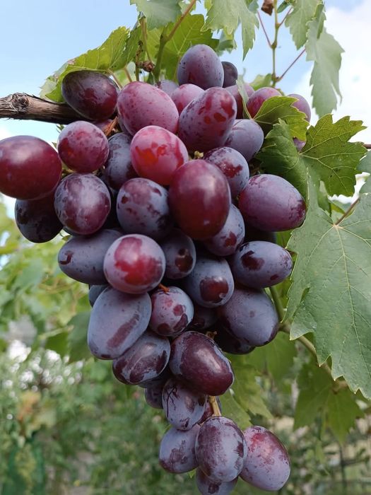 Podarok Nesvetaia vita de vie