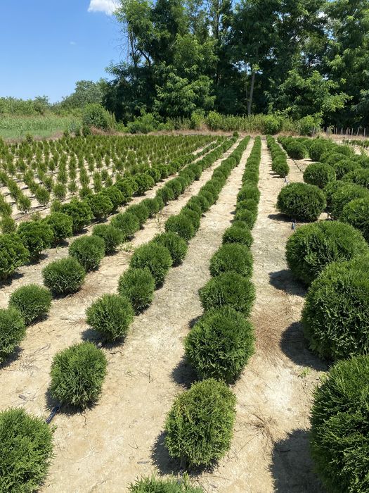 Vand tuia plante ornamentale pentru gard viu flori pomi