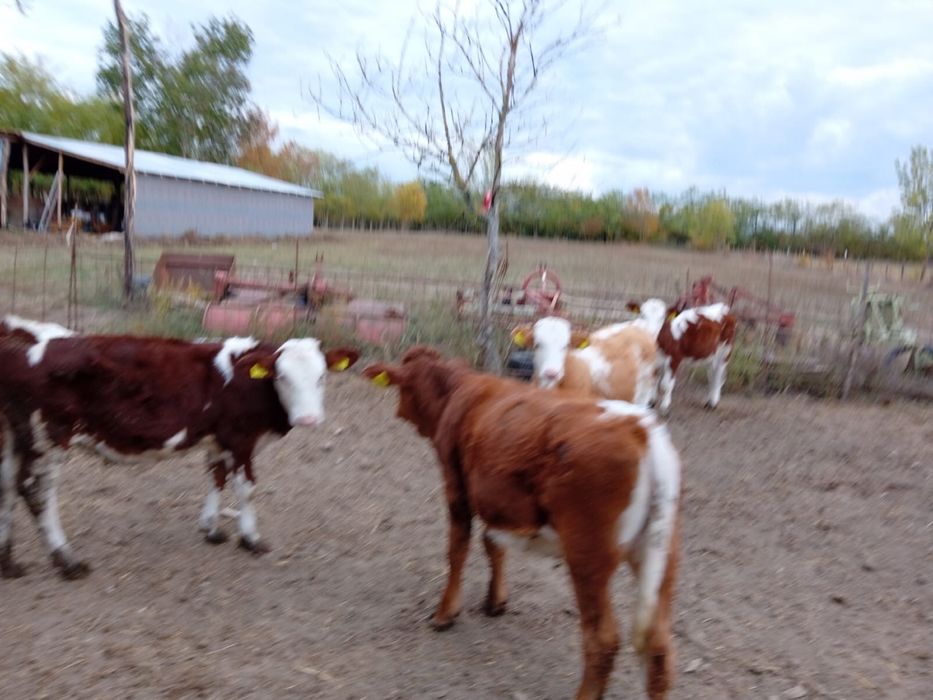 Vand vitei baltata romaneasca