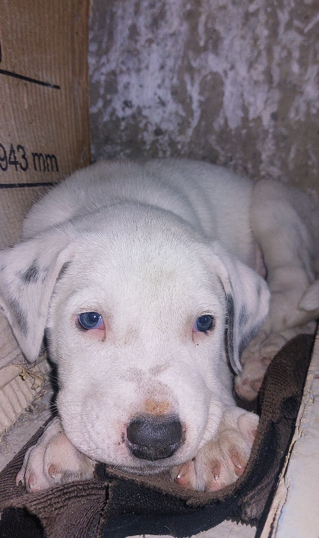2 oylik pitbul kuchuk, sog'lom it