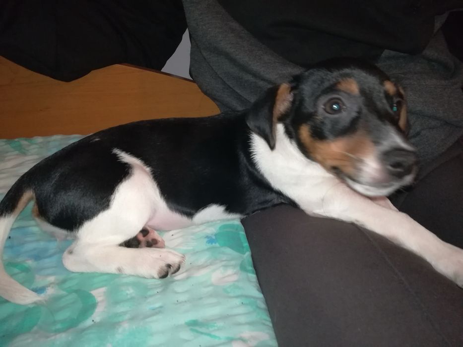 Джак Ръсел бебе