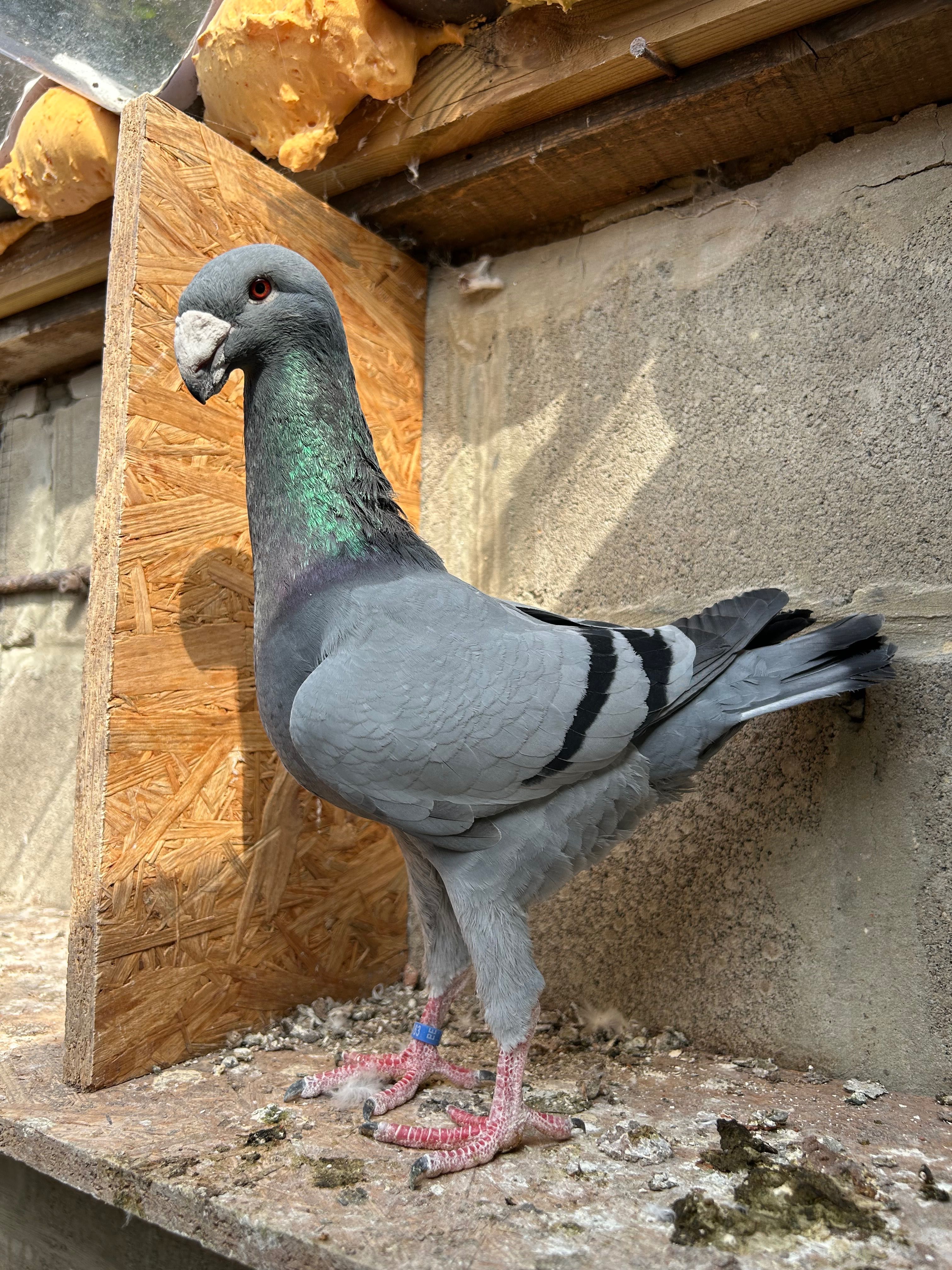 Porumbei germani de frumusete