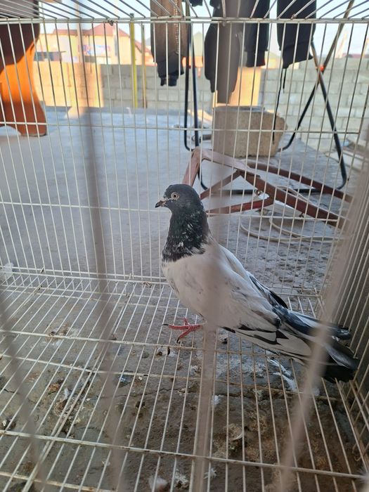 Продам голуби пакистан   .