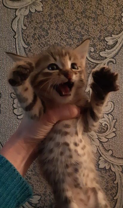 Отдам котят в хорошие руки