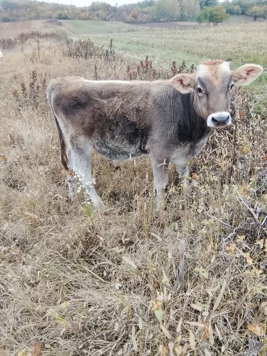 Vand vitel de 6 luni