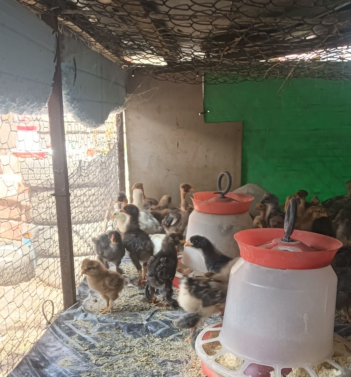 Pui de casă de 3 săptămâni