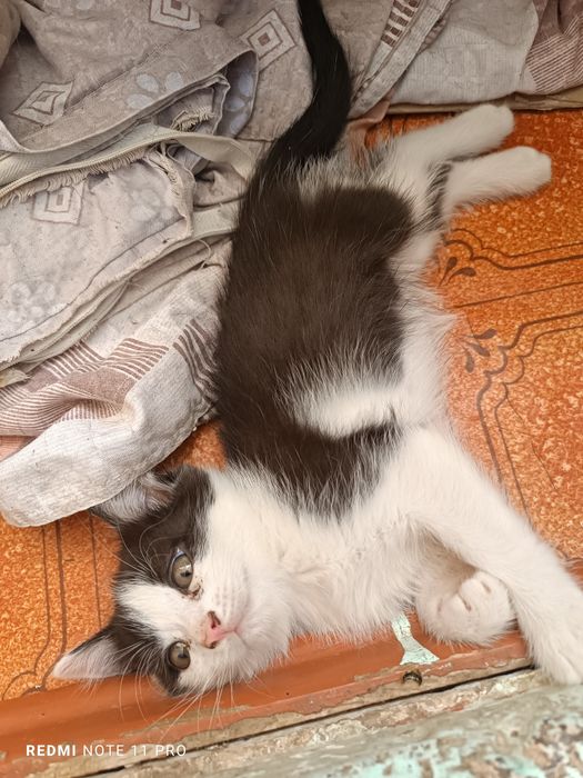 Отдам котят в добрые руки