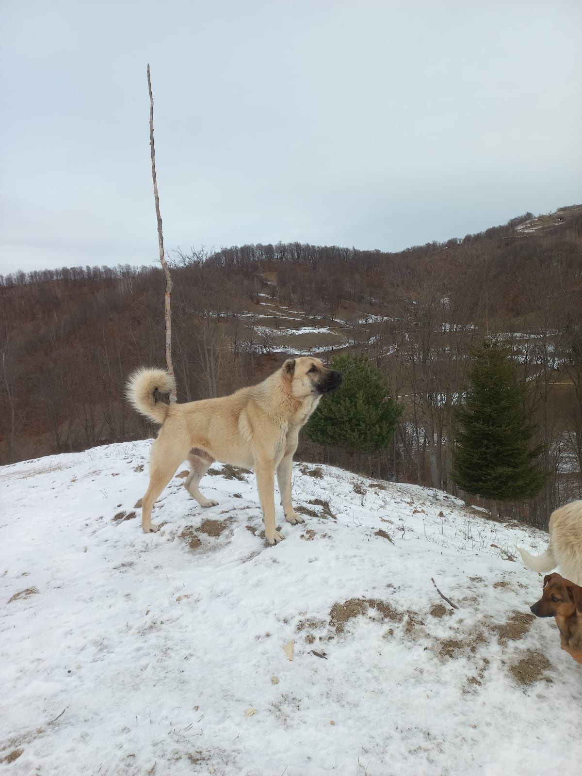 Vand sau schimb Câine Cangal (mascul)