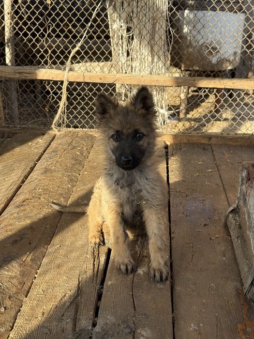 собака немецкая овчарка