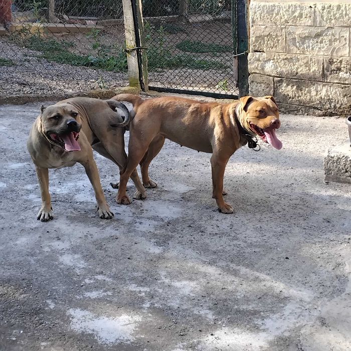 Prodavat se chisto kruvni pitbuli