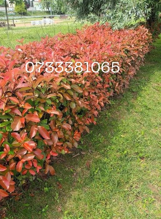 Laur englezesc,magnolia,tuia,maslini,palmier,mesteacan,diferite specii