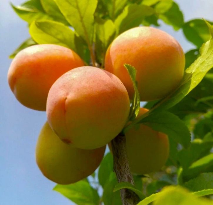 Pomi Fructiferi Clasici