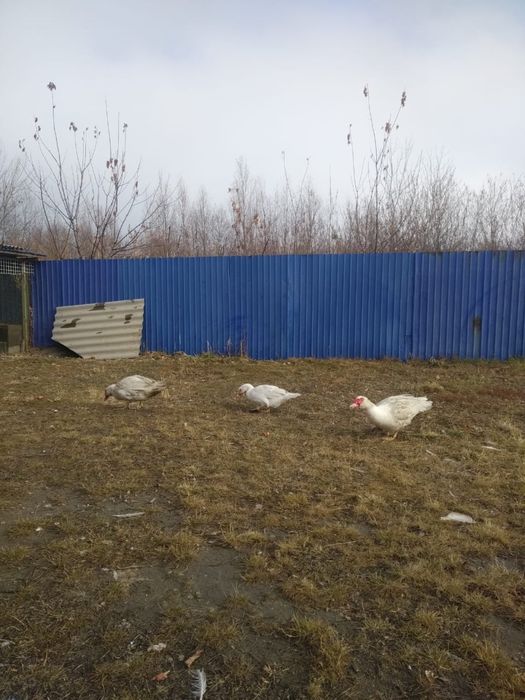 Индоутки 25000тг