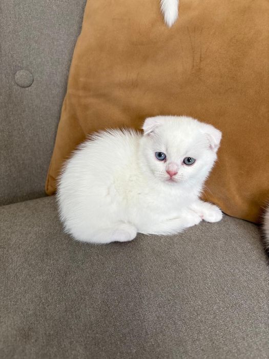 Pisoi Scottish fold si Scottish Straight
