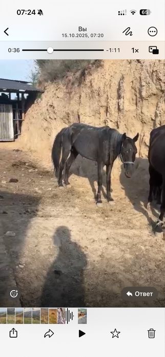 Пропала кобыла, 2 жылқы (бие) жоғалды құлынымен