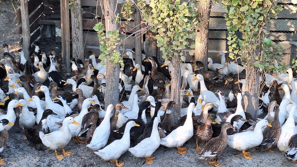 Урдак сирошни сотилади олайдиганларга арзон оптим нархларда