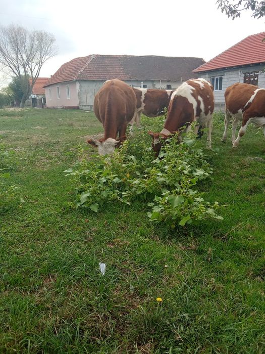 Vitele de vânzare vârsta de un an 3 vicele balṭate