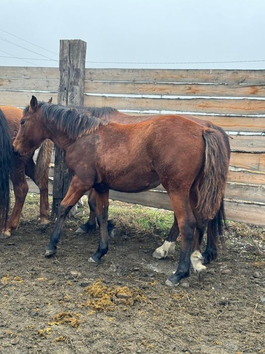 Продам кабылку Уланский район.