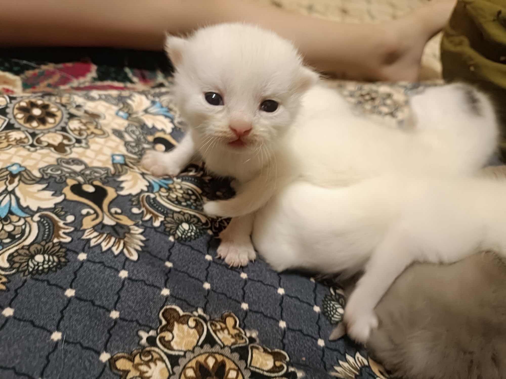 Sotiladi: Scottish strayti-Fold Mushukchalar – 4 ta, oq/jigarrang
