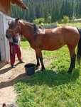 Iapă de vânzare-2000 euro negociabil