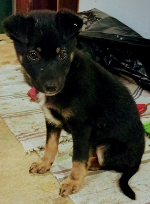 Metis ciobanesc german pui