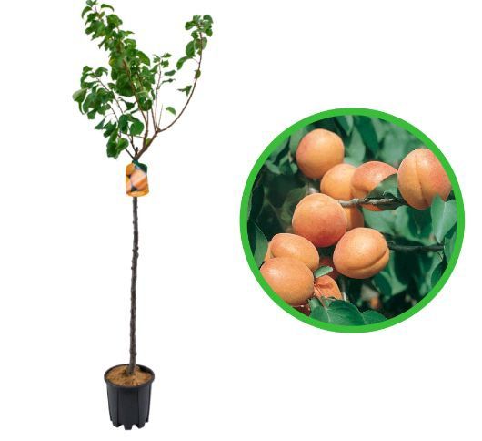 Pomi fructiferi La Ghiveci (Cais )