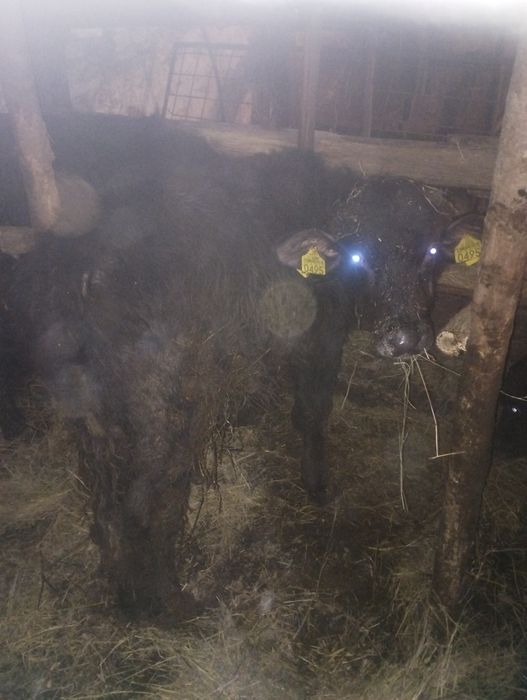 Vând vitei de bivol